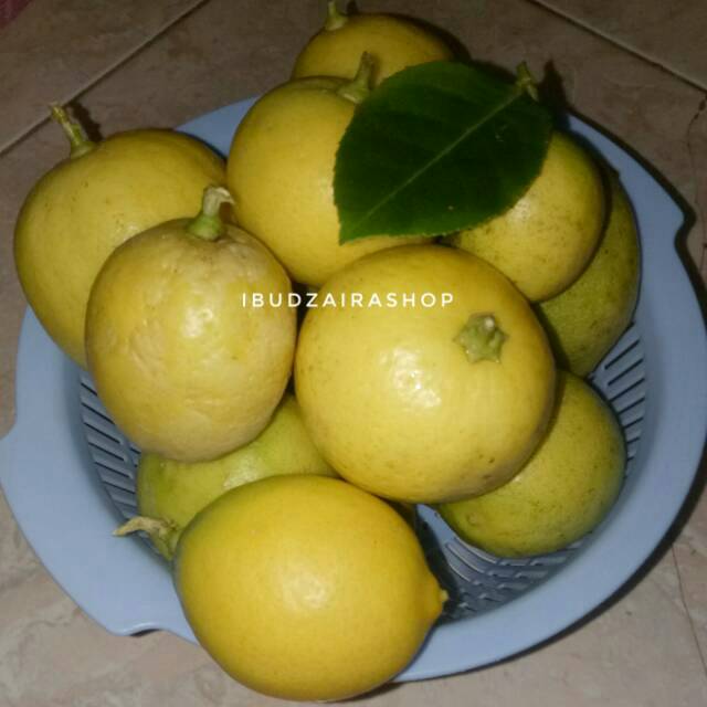 

Jeruk Sonkit / Jeruk Kunci / Jeruk Lemon Cui / Lemon Lokal