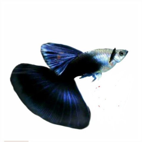 ikan guppy hb blue hias aquascape