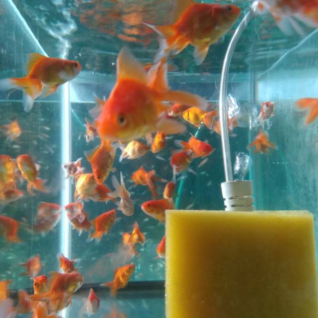 Jual Ikan Hias Mas Koki Oranda Cantik Indonesia Shopee Indonesia