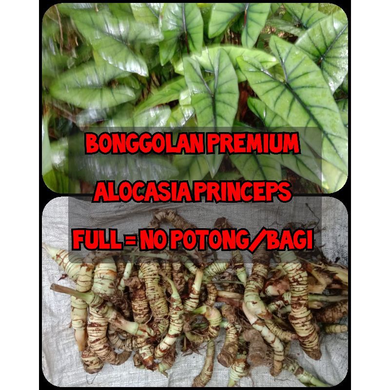 Bonggolan / Bonggol Alocasia Princeps Borneo , Tanaman Alokasia princes borneo