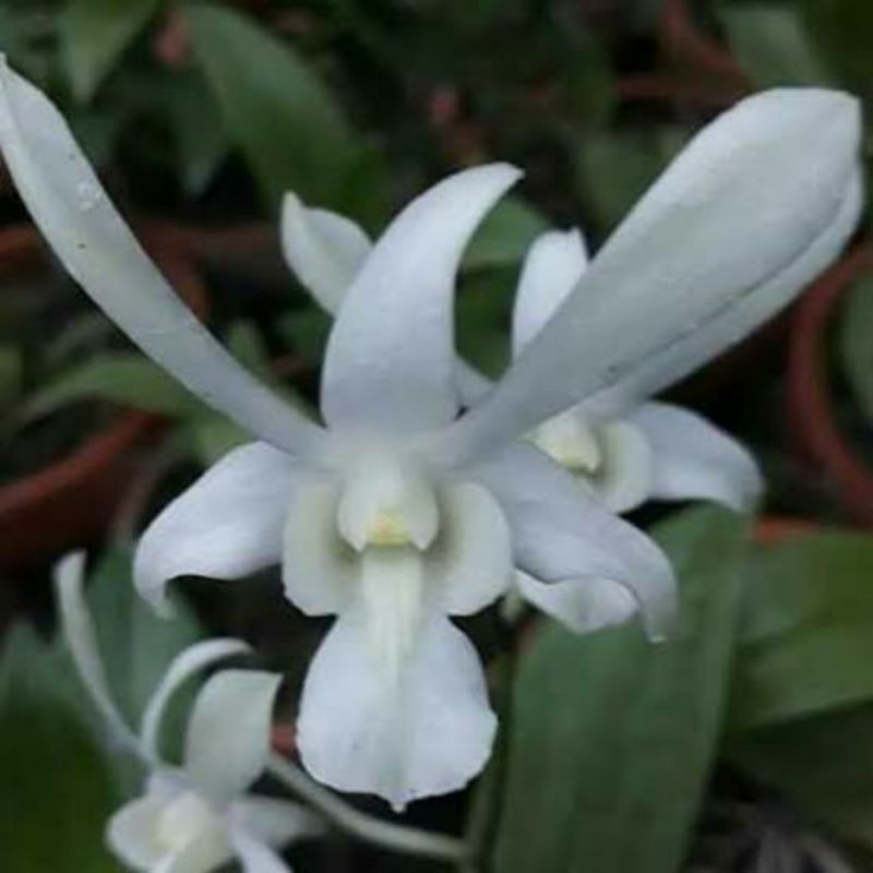 Anggrek Dendrobium Caesar White