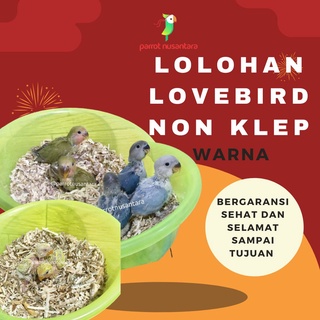 anakan lolohan lovebird non klep roseicollis
