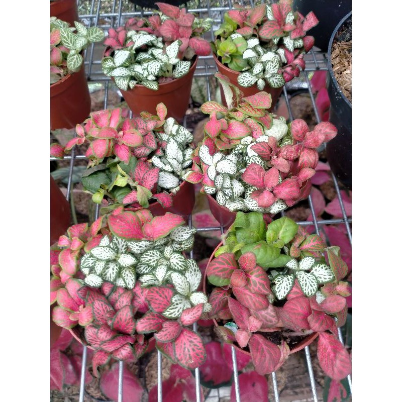 Tanaman Hias Rumah FITTONIA MIX IMPORT/bunga fitonia