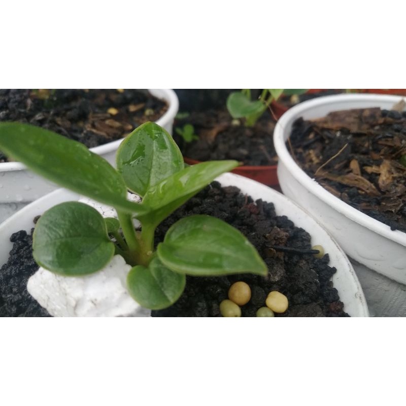 anturium mangkok daun tebel