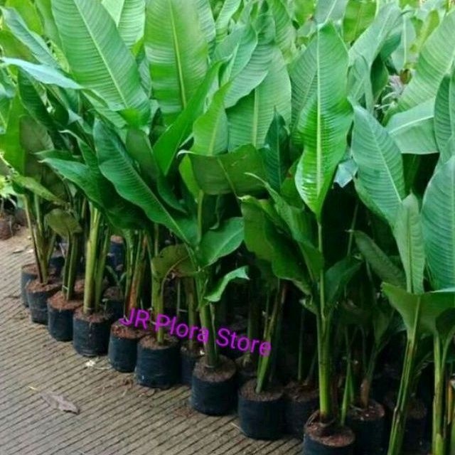 pohon pisang karibay/tanaman hias pisang karibay/tanaman hias pisang pisangan