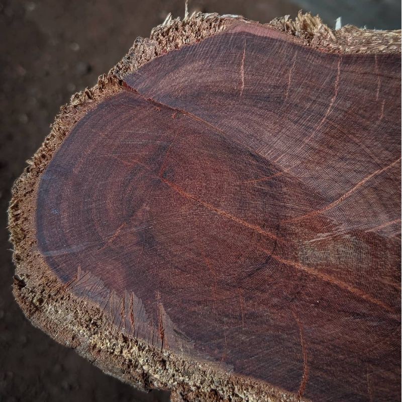 bahan nagasari asal makam eyang sejati 1 kg