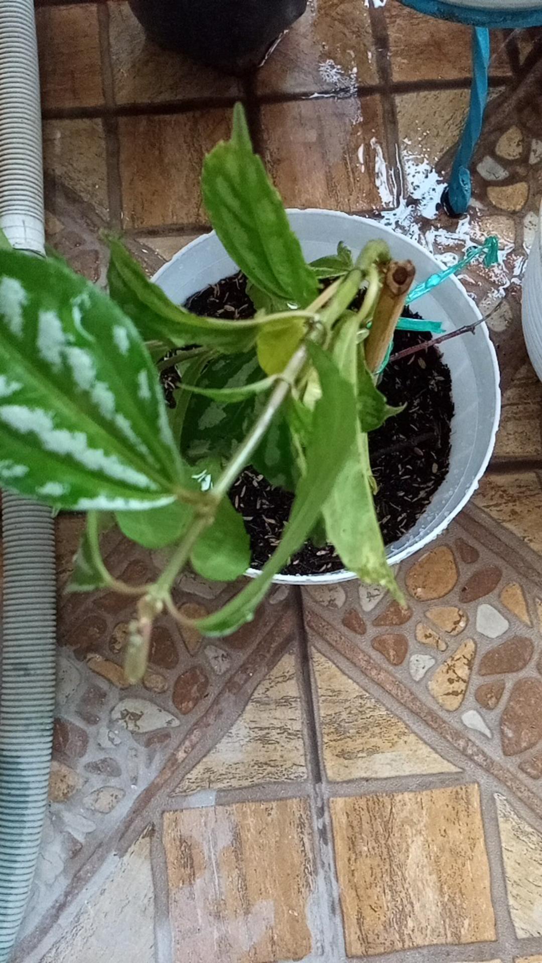 Tanaman Hias Pilea Mutiara - Piela Cardierei