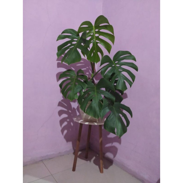 MONSTERA / BONGGOL / 1 daun pancing