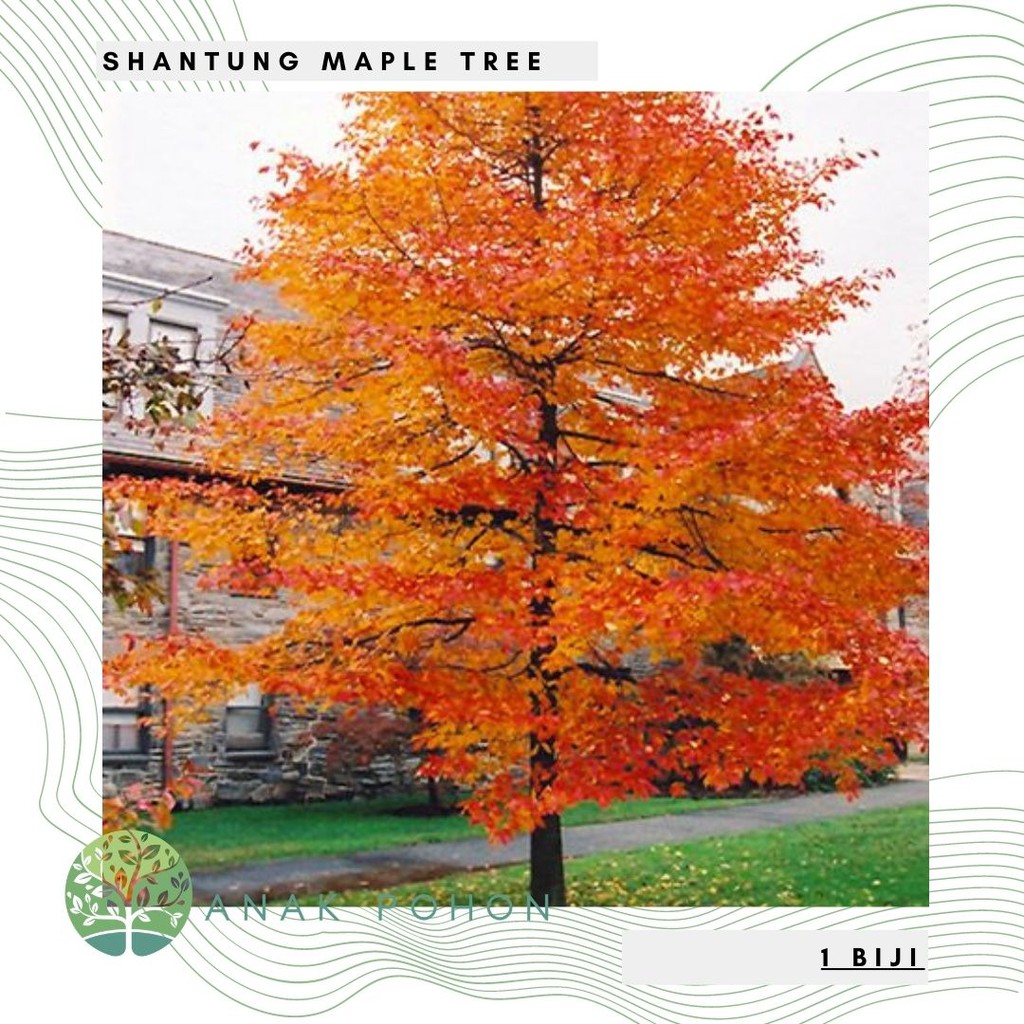 Benih Bibit Biji - Shantung Maple Tree (Acer truncatum) Seeds - IMPORT