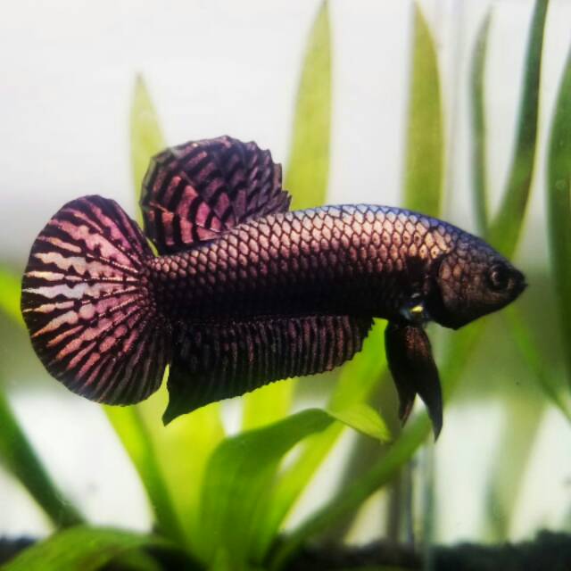 Wild betta smaragdina cooper