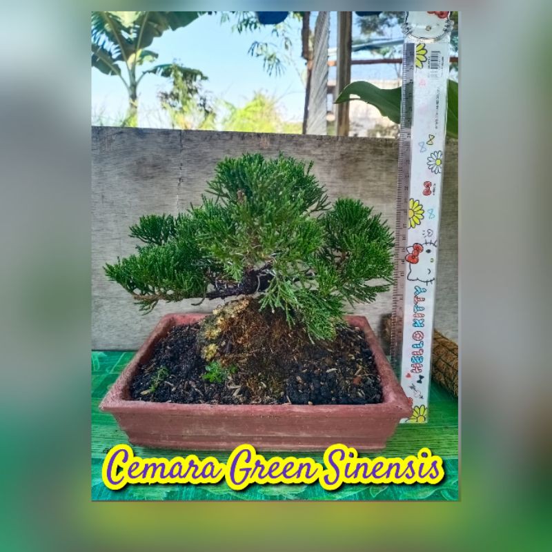 Cemara Green Sinensis