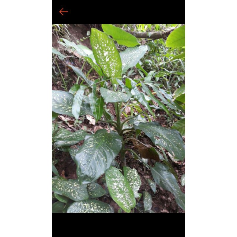 AGLONEMA sri rejeki Jumbo besar 1 meter