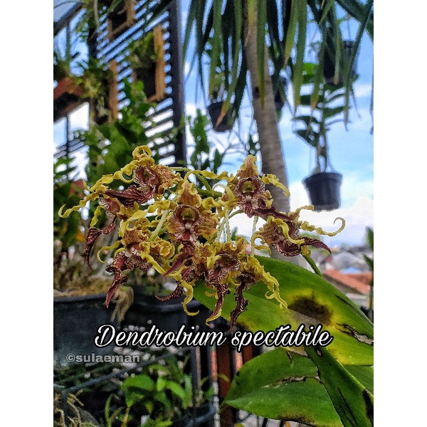 Seedling Dendrobium spectabile