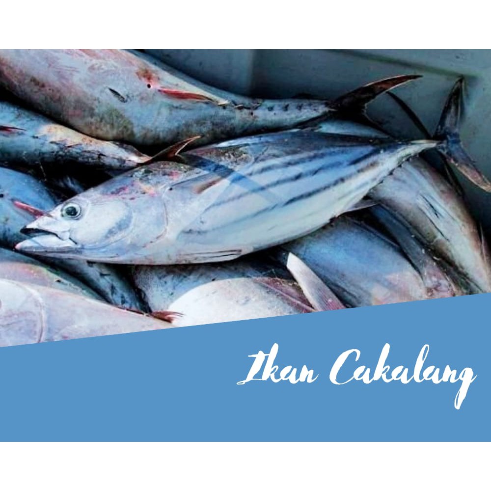 

Ikan Cakalang