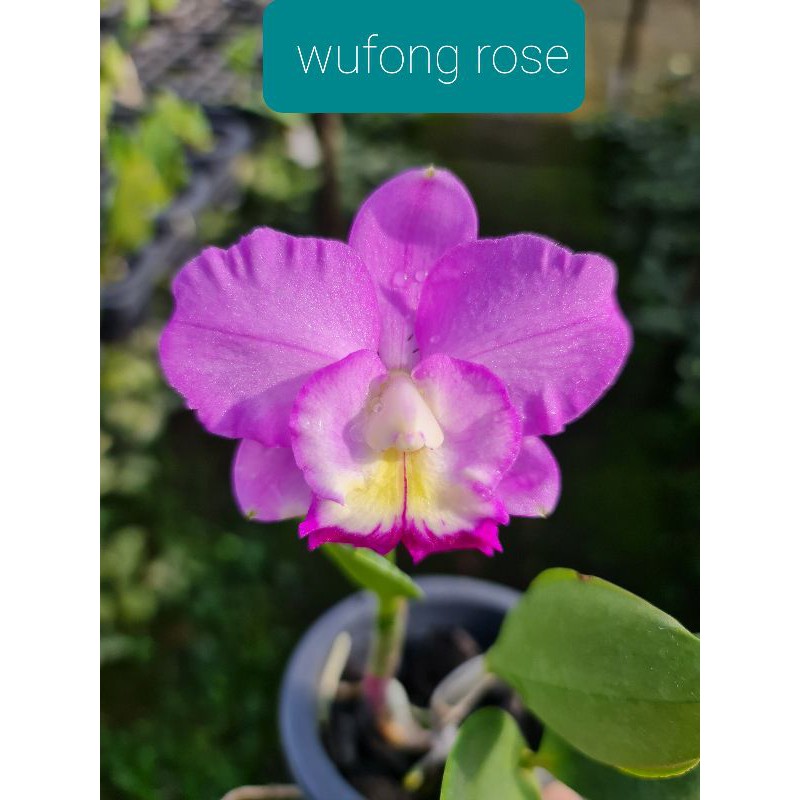 Anggrek Cattleya Mini Wufong Rose