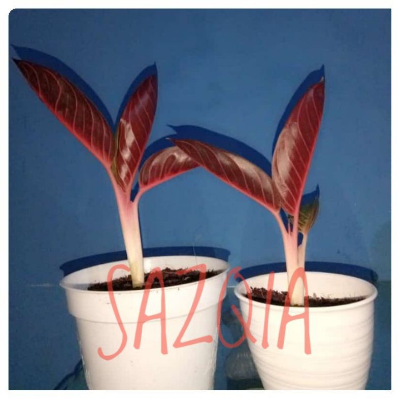 aglaonema red sumatra off sumatra