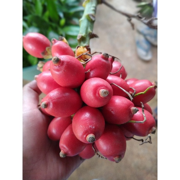 

TERBAIK BUAH PINANG MERAH SEGAR PERBIJI