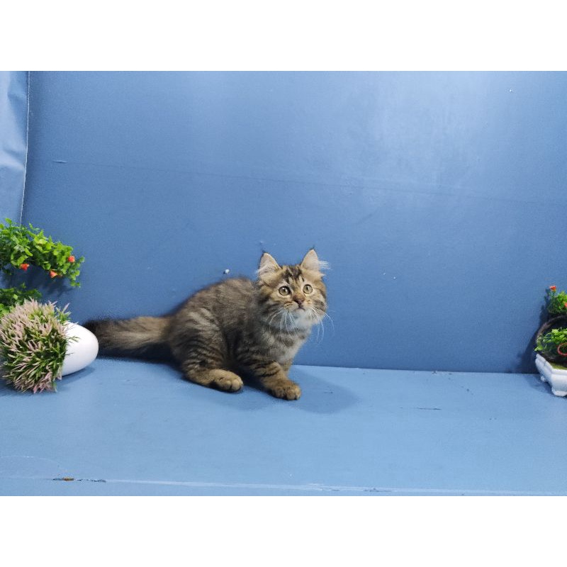 kucing persia Longhair bulu kapas lembut
