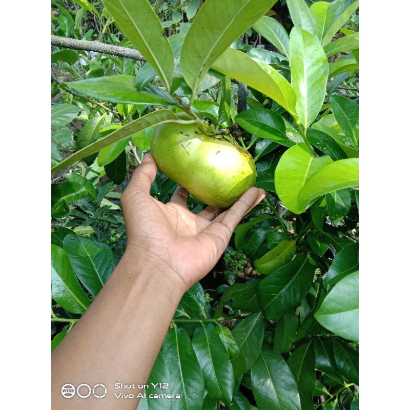 BIBIT TANAMAN BLACK SAPOTE/SAWO HITAM ( CANGKOK SAMBUNG BATANG BESAR)