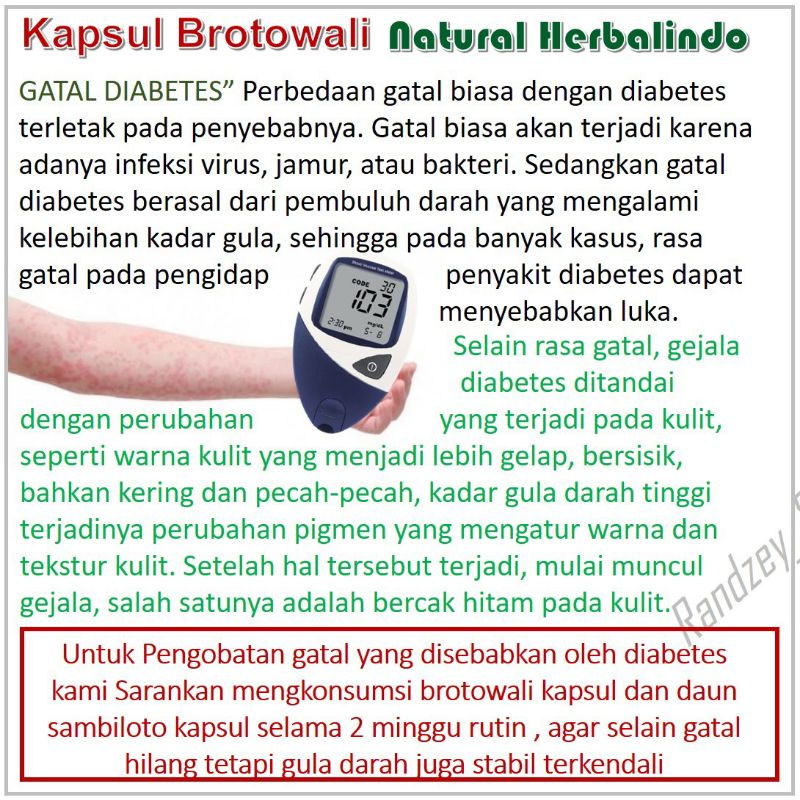 Brotowali obat gatal kulit eksim alergi biduran herbal daun jamu suplemen kesehatan isi 50 kapsul-5