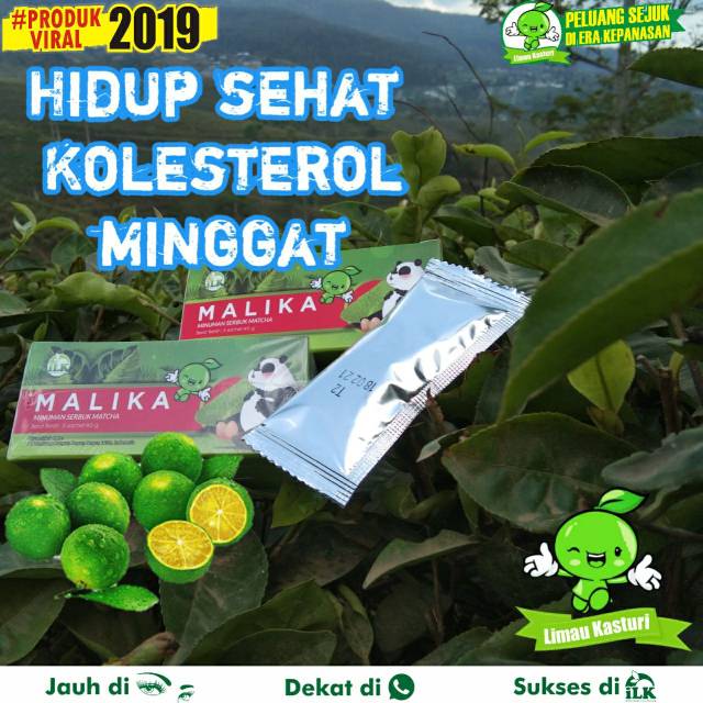 

Malika matcha limau kasturi penurun kolestrol nutrisi kesehatan