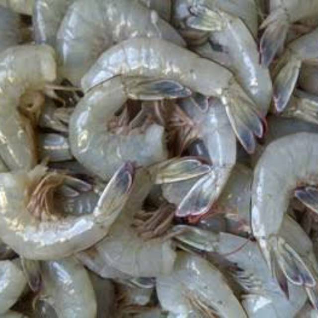 

Udang Frozen Tanpa Kepala ukuran Sedang