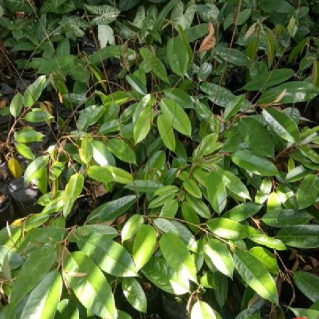 Bibit durian bawor asli banyumas