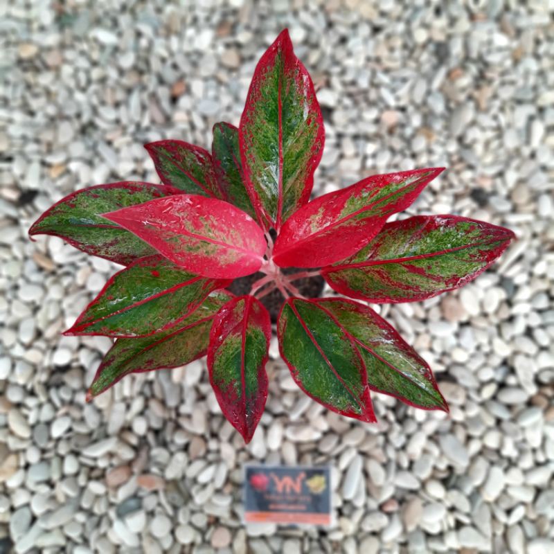 Aglonema Siam aurora merah ( Aglonema Red Siam Aurora )