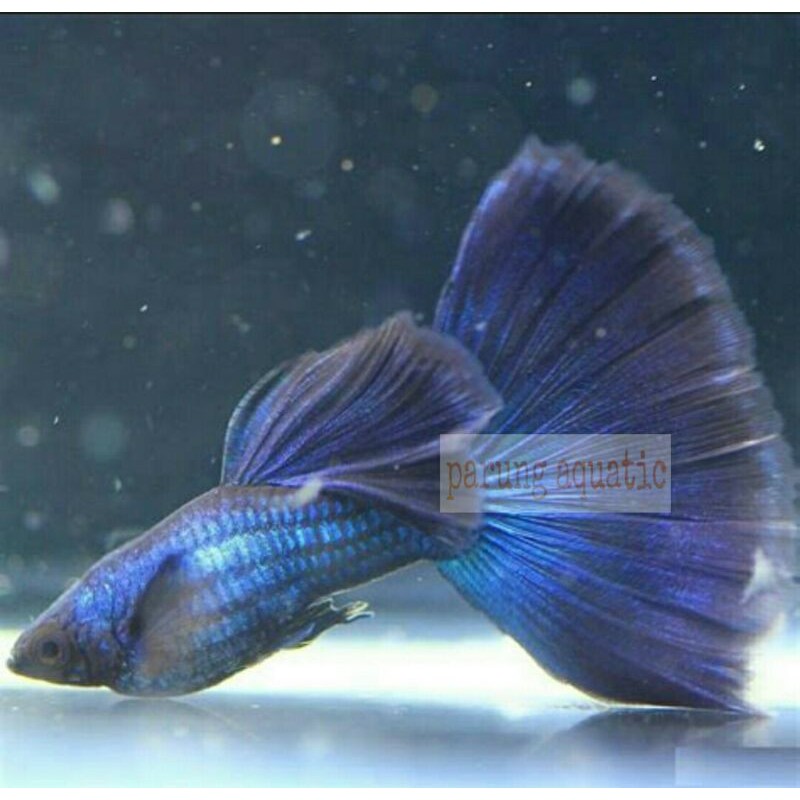 ikan guppy blue moscow pasangan