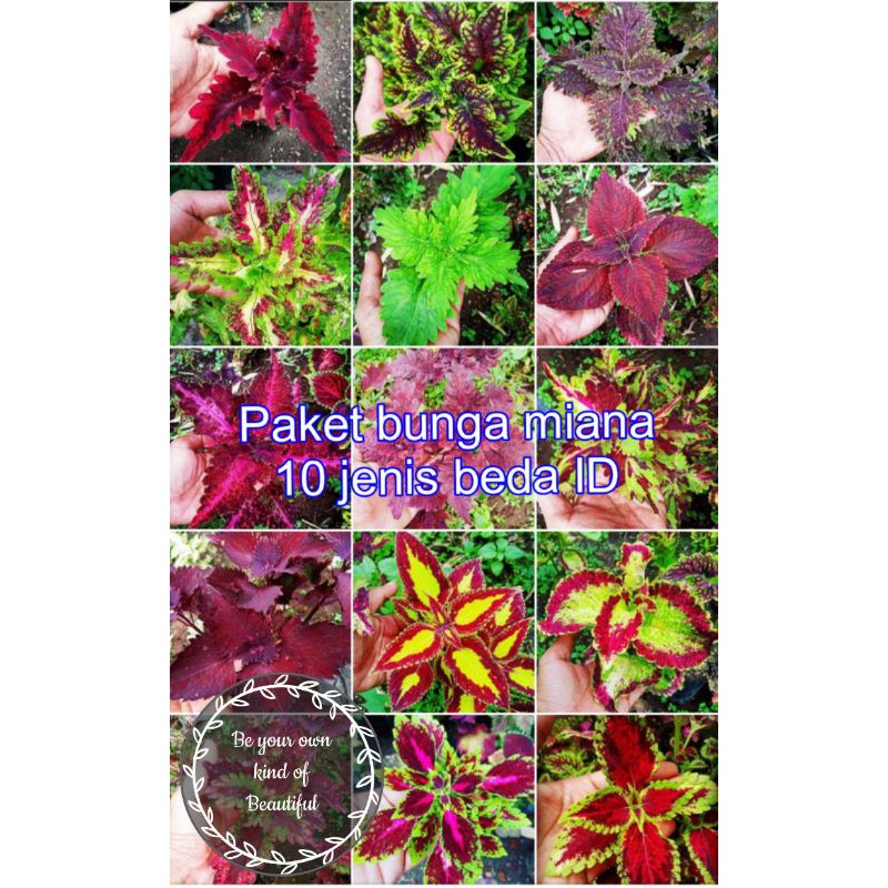 Tanaman Hias Murah 10 Jenis Miana Langka Bunga Miana Premium