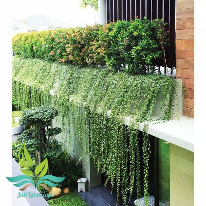 tanaman menjuntai lee kwan yew li kwan yu