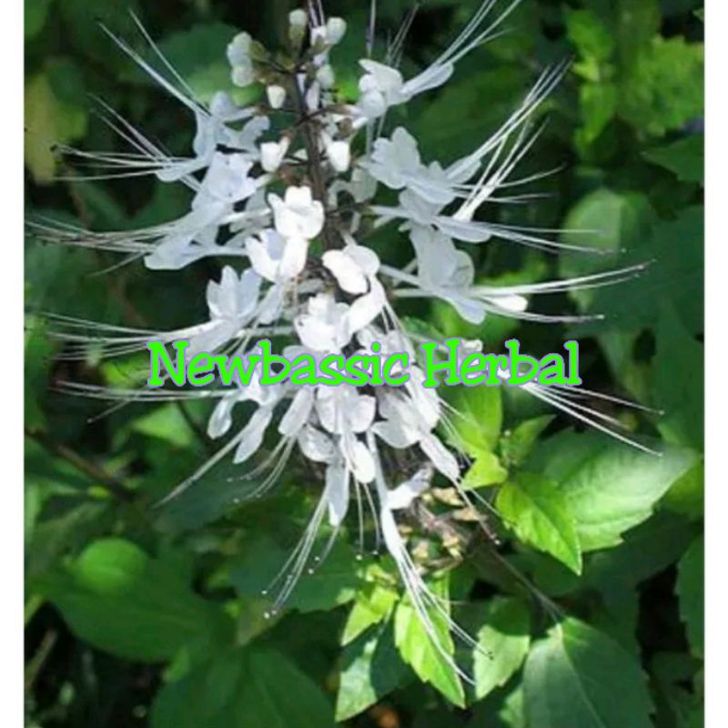 

kumis kucing original kemasan 100 gram daun kumis kucing