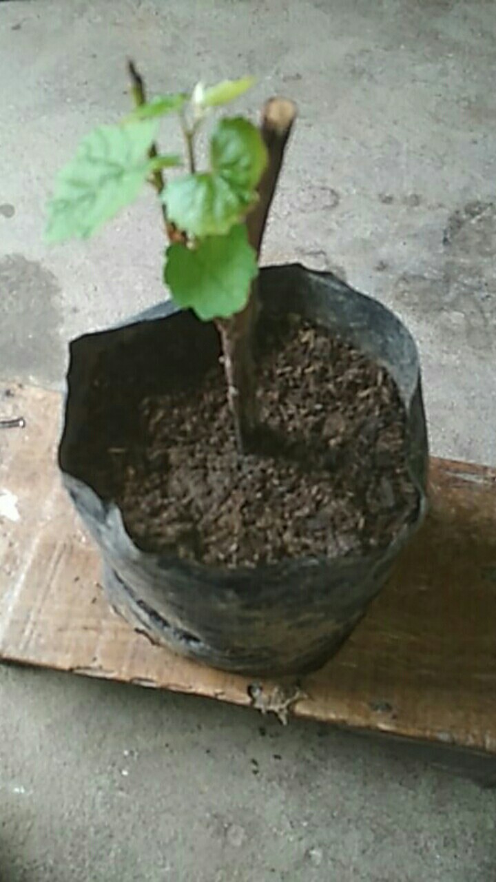 Anggur Red Belgia Tabulapot