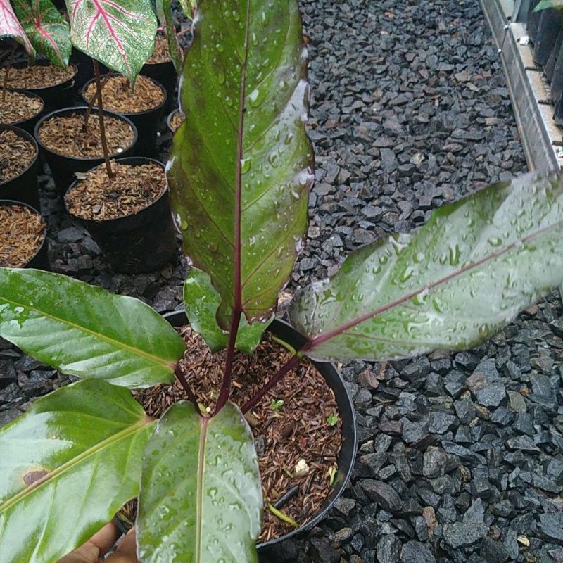 taneman hias antorium black biuty/antorium black biuty