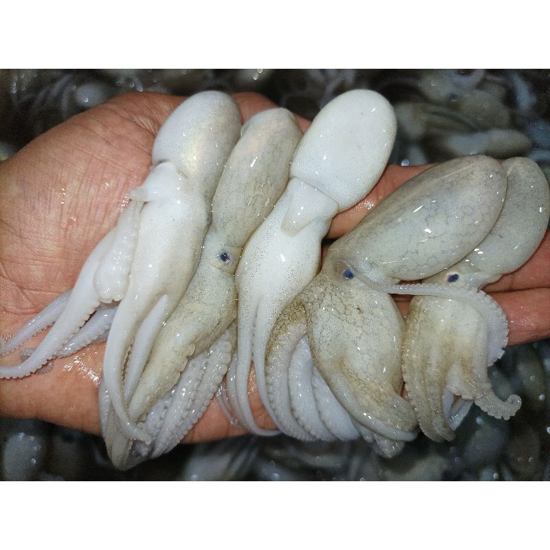 

Bayi Gurita Segar Octopus Baby Seafood Fresh Kualitas GARANSI SEGAR