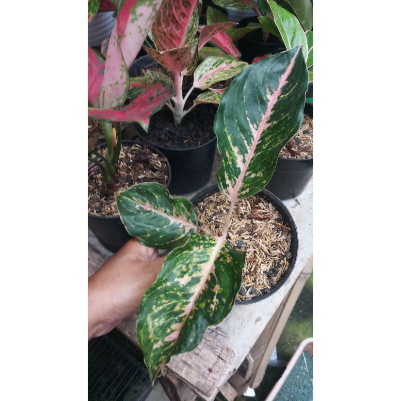 Aglaonema Pink Peacock - Tanaman Hias