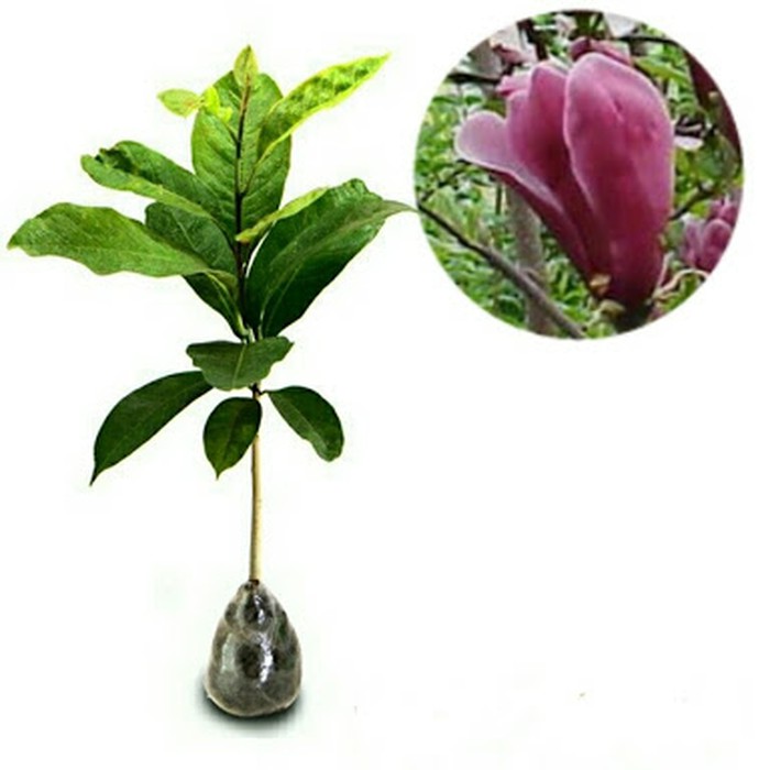 bibit cempaka kelopak ungu