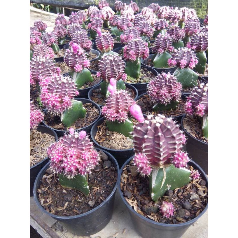 bibit tanaman kaktus ukuran besar