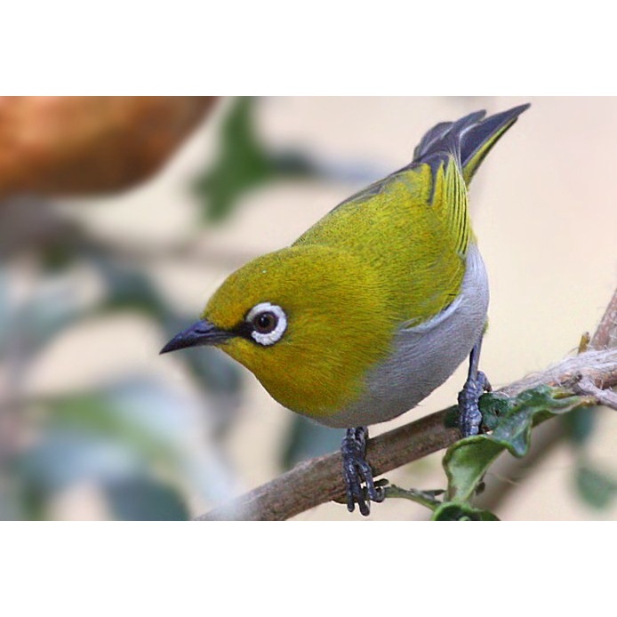 Burung Pleci  Daput Monty Gunung Garut