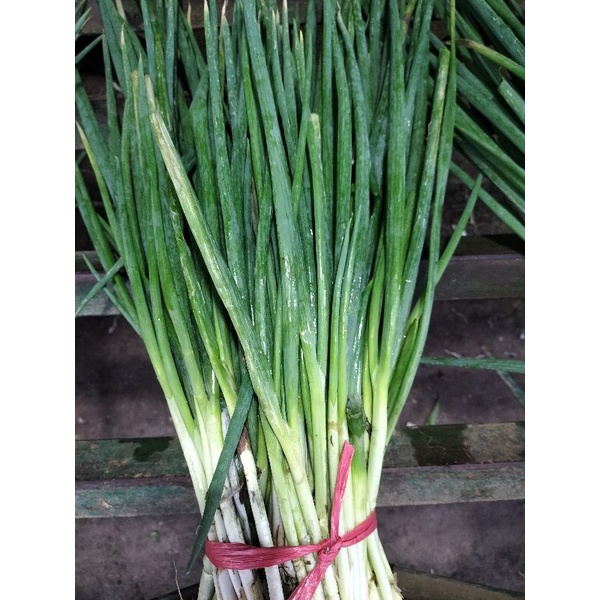 

Daun Bawang / Bawang Daun