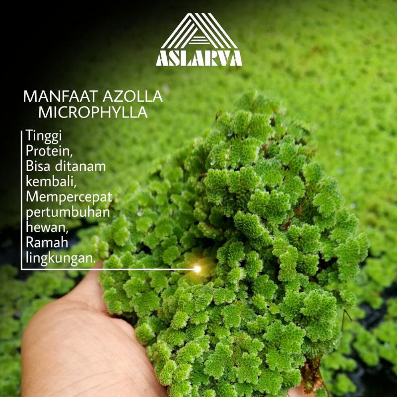 Bibit Azolla Pakan Ternak