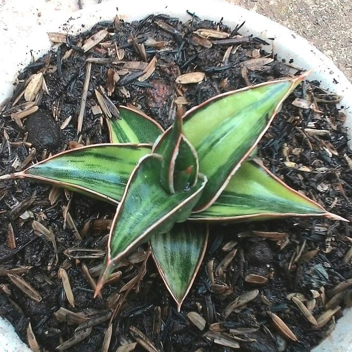 Sansivera Lavranos 23251 Varigata