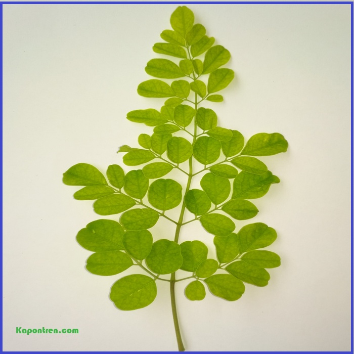 

Daun Kelor Moringa Segar Langsung Petik Kirim
