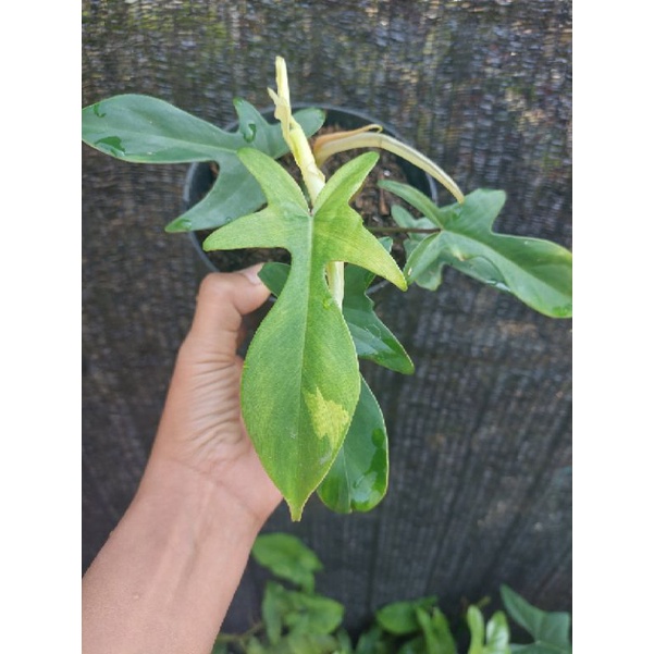 philodendron florida ghost mint