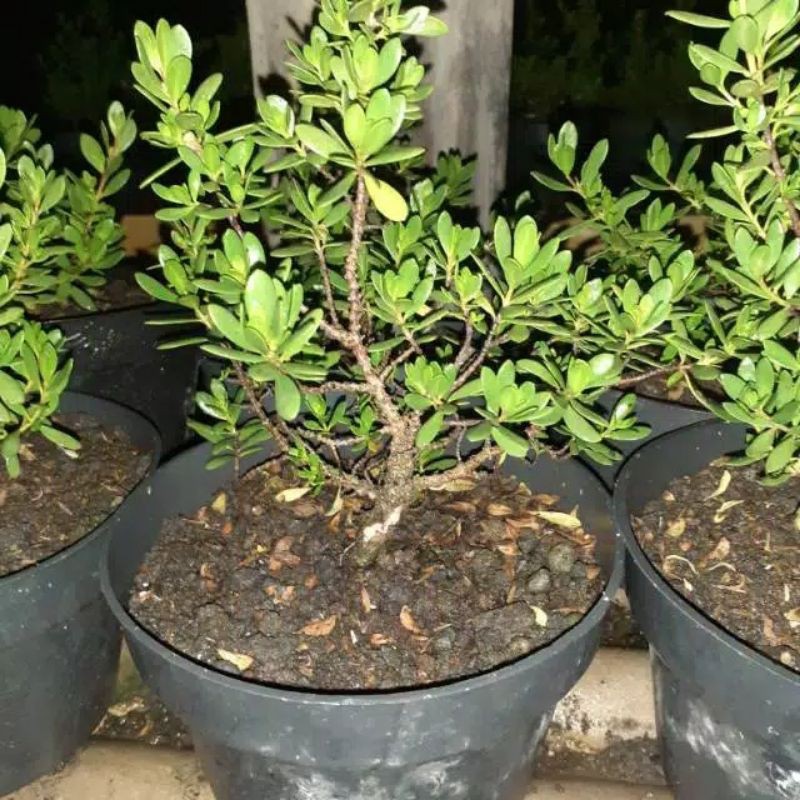 

bahan bonsai santigi mawar hasil budidaya