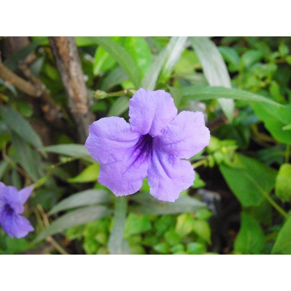 Tanaman Hias Mexican Petunia / Ruellia Simplex