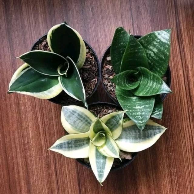 Paket Murah Tanaman Sansivera Mini 3 Jenis