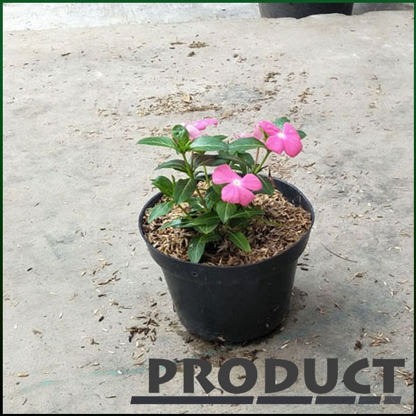 TANAMAN HIAS Vinca gantung bunga pink IMPORT | Shopee ...