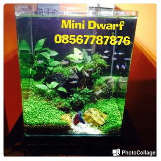 Aquascape mini dwarf seed carpet 8 mili ( benih tanaman air aquascape