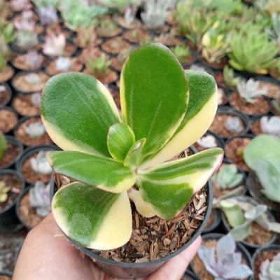 sculen Jade pleant varigata free pot hitam